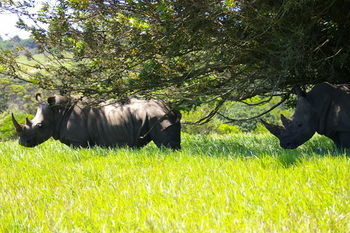Hotel Kragga Kamma Game Park Port Elizabeth Exterior foto