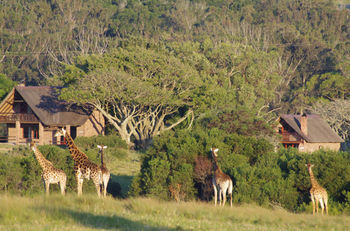 Hotel Kragga Kamma Game Park Port Elizabeth Exterior foto